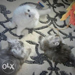 All face Persian kitten available for sale