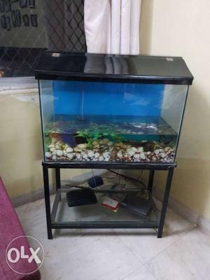 Beautiful Fish aquarium with two sharks, oxygen