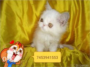 Best quality Persian kitten cash on delivery