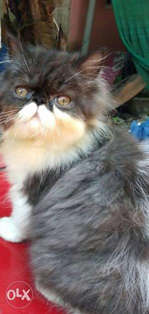 Best quality Persian kitten for sale more colours