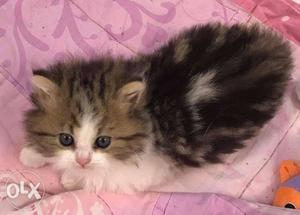 Best quality and best price Persian cat kitten
