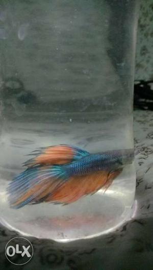 Betta (male) Different Types Of