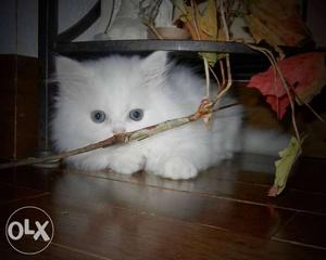 Big I long for white colour cat for sale