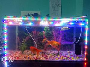 Big fish tank with full set with lights also but not fishs
