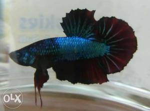 Black And Blue Fish Decor