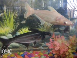 Black And Brown Fish In Fish Tank