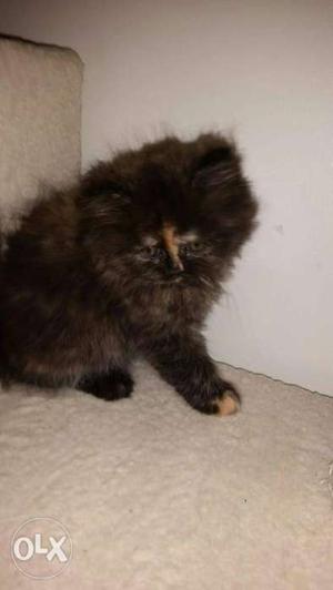 Blue Eyes persian cat and kitten for sale cash on