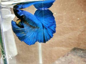 Blue betta fish available