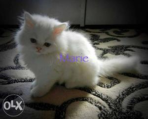 Blue eye Persian kitten for sale