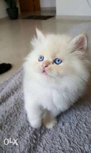 Blue eyes Baby Persian kittens available in