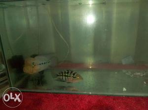 Breeding pair of flowerhorn fish confirm male and