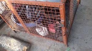 Brown And White Metal Pet Cage