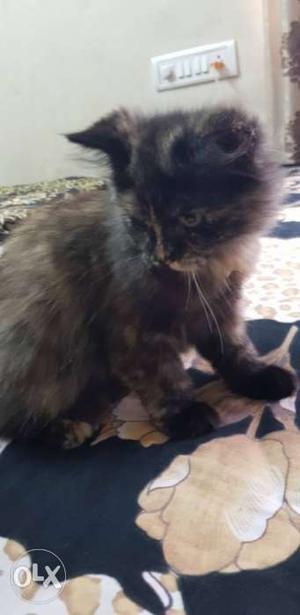Brown female persian cat 3 months old