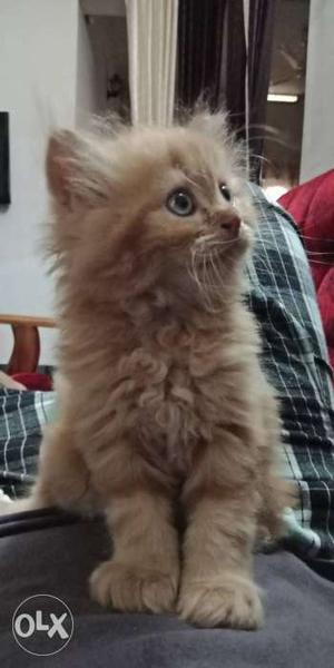 CAT (KITTEN) FOR SALE 2 MONTHS OLD male contact