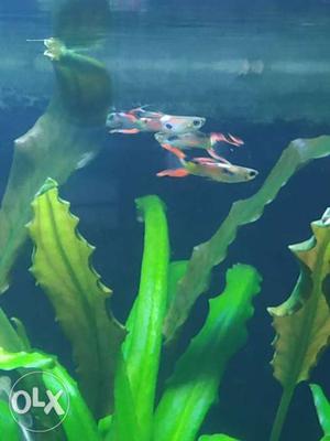 Colourful male guppies Rs20 each, min order Rs100