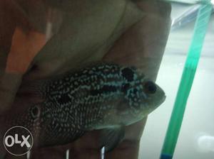 Confirm male very active fishes imported quality