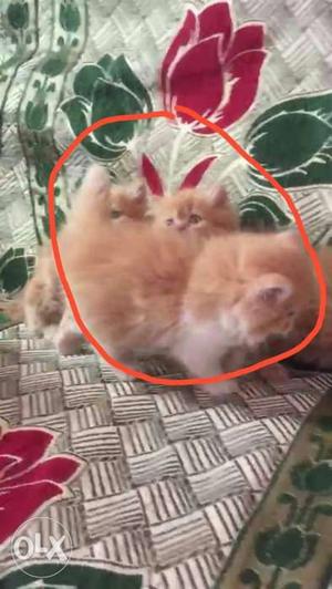 Cute Persian kitten for sale cash on delivery in