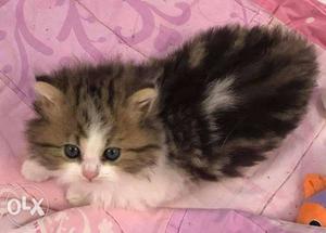 Cute eye Persian kitten for sale