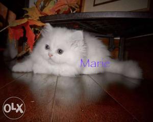 Deworming complete Persian cat for sale cash on