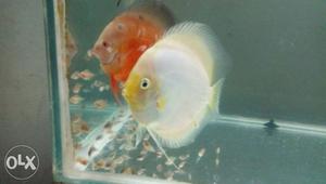 Discus breeding pair avilable for sale all high quality a1