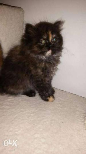 Doll face Persian kittens for sale cash on