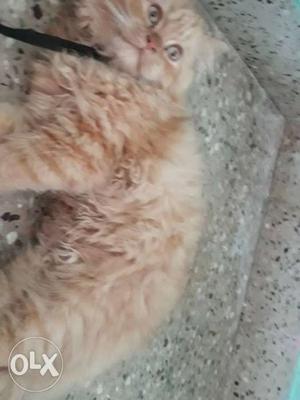 Doll face male three months fully play full