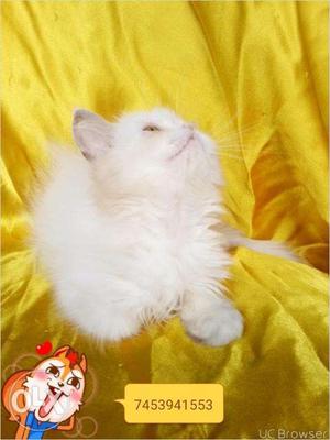 Doll face white Persian kitten for sale