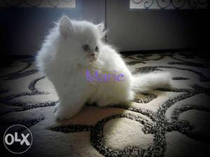 Double coated white colour cat for sale long hair