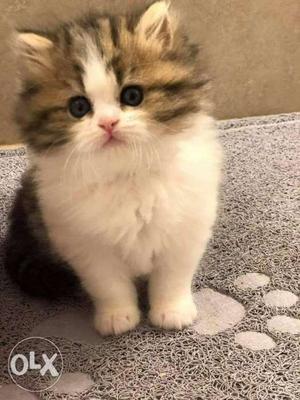 Extereme punch face persian kitten for sale