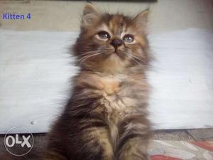 Extreme punch face Persian kitten for sale