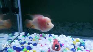 Faded Flowerhorn excellent breed