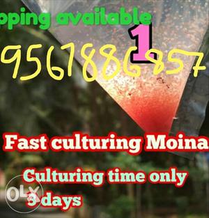 Fast culture hibreed red moina... Shipping