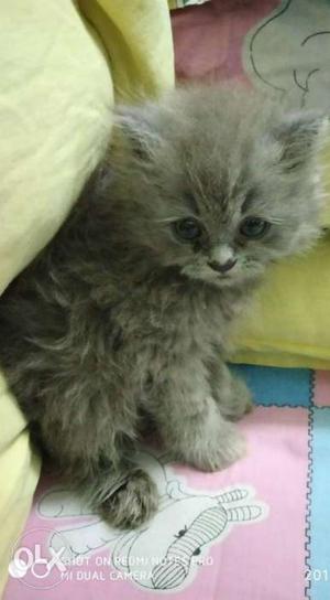 Female Persian Cat 2months Old