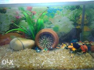 Fish Aquarium with electric filter, 1 plant,