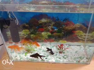 Fish Tank with complete accessories