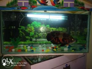 Fish and fish tank is sell in urgent