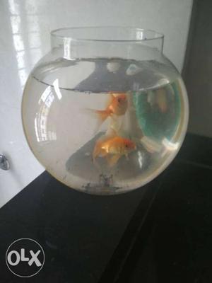 Fish aquarium with two fishes for sale. With fish food