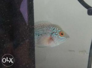 Fish who plays only flowerhorn come on and