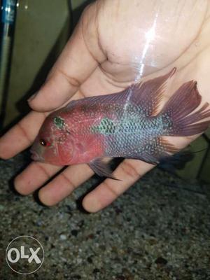 Flower horn female SRD 4 inch for sale