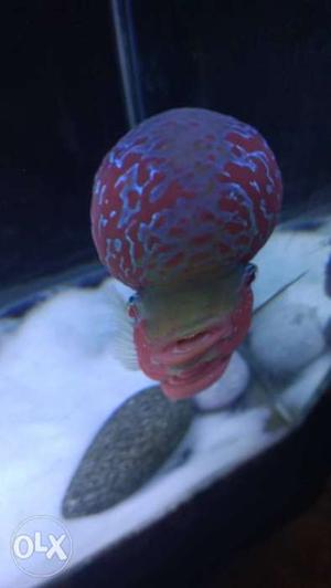 Flowerhorn Ntr Bloodline