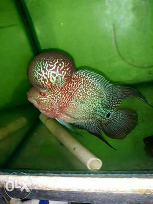 Flowerhorn babies for sell lowest price