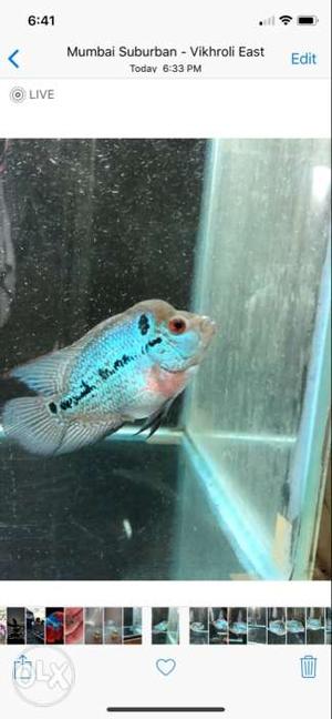 Flowerhorn head coming 3'inch Very active, call: