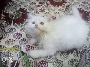 Fluffy adorable pure breed persian kittens