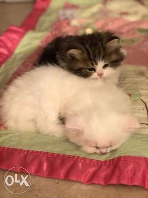 Friendly and play full Persian cat kitten for