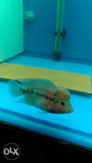 Future monster kok Srd Flowerhorn