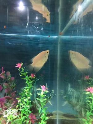 Giant gourami for sale