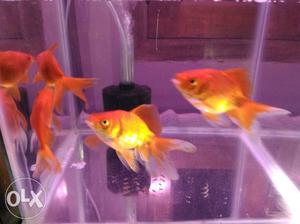 Gold fish pair 60.Rs