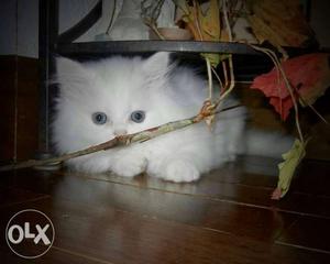 Golden eye Persian kitten for sale