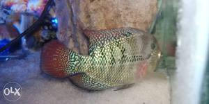 Green And Brown Fish Decor