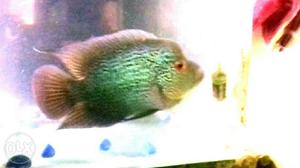 Green And White Fish With Fish Tank
